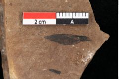Foto (Detailansicht) von Pinus palaeostrobus Ettingshausen (NHMW-GEO-2024-0188-0206)